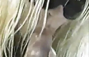 XXX دختر cums در چهره تصاویرسکس کردن پس از مقاربت واژن